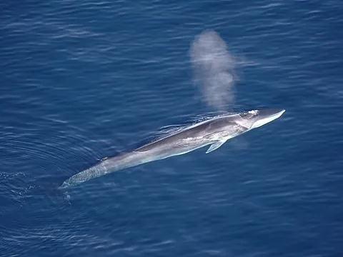 fin whale: a whale of the rorqual family (Balaenoptera physalus)
