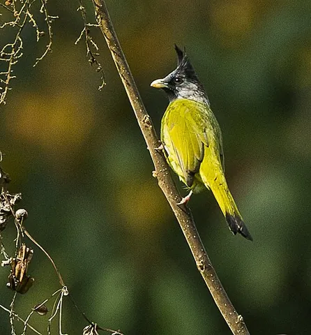 finchbill: any of the birds in the genus Spizixos, found in Southeast Asia and China