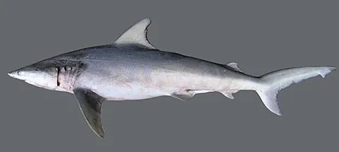 finetooth shark: carcharhinus isodon, a requiem shark, found in the western Atlantic Ocean, from North Carolina to...