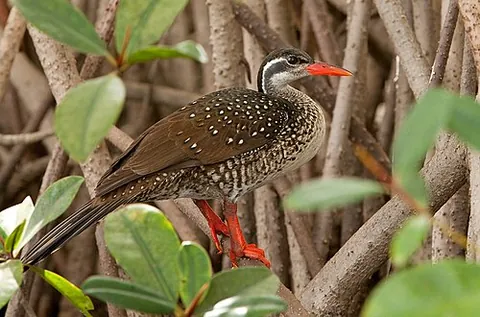 finfoot: three species in three monospecific genera of aquatic bird in the family Heliornithidae