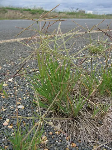 finger grass: any member of the genus Digitaria, especially, Digitaria sanguinalis, typical crabgrass
