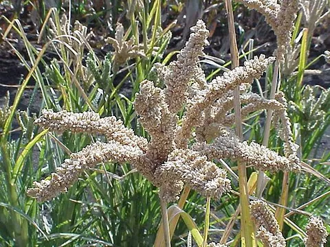 finger millet: a plant of species Eleusine coracana, grown as a cereal in parts of Africa and Asia