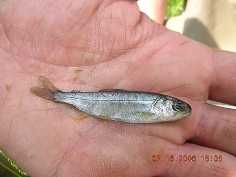 fingerling: a juvenile fish that has developed scales and working fins