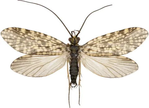 fingernet caddisfly: any in family Philopotamidae of caddisflies