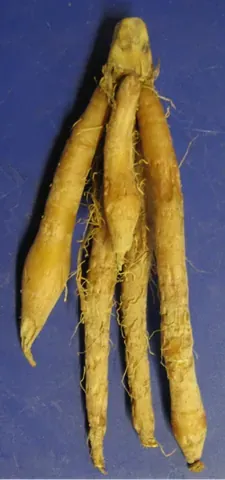 fingerroot: boesenbergia rotunda, a plant related to ginger, with fingerlike roots used as a spice