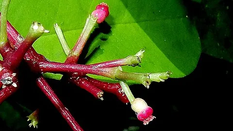 fingrigo: a prickly climbing shrub of the species Pisonia aculeata (pullback) or other species of Pisonia
