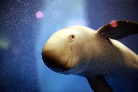 finless porpoise: any porpoise of the genus Neophocaena