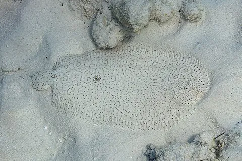finless sole: a fish, Pardachirus marmoratus
