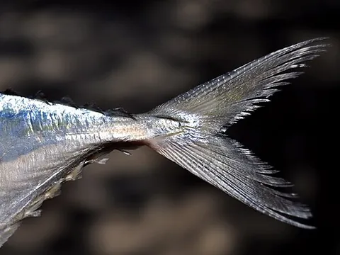 finlet: small non-retractable fins, generally on the caudal peduncle between the last dorsal or anal fin...
