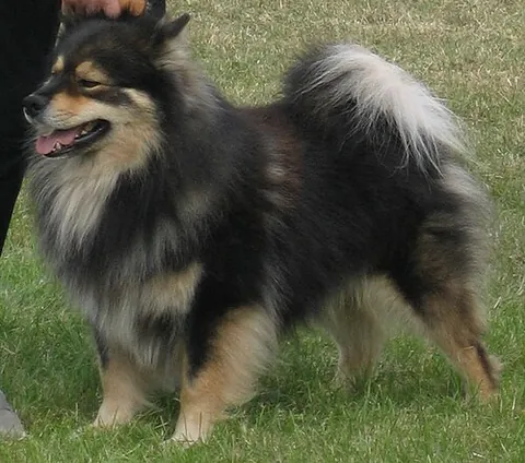 finnish lapphund: a hardy, easygoing, medium-sized breed of the spitz type, originating in Finland