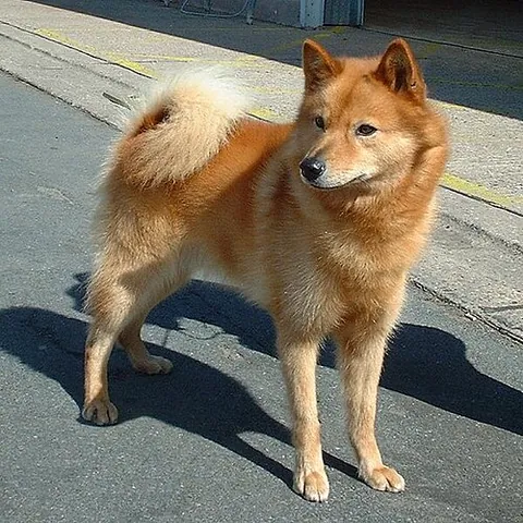 finnish spitz: a breed of dog originating in Finland