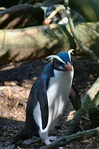 fiordland penguin: a species of crested penguin, Eudyptes pachyrhynchus, with distinctive blue-grey upperparts, which...