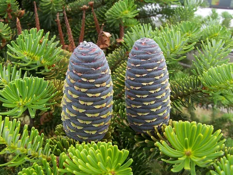 fir: a conifer of the genus Abies