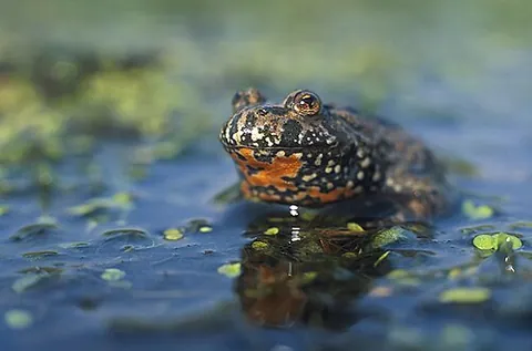 fire-bellied toad: any toad of the genus Bombina