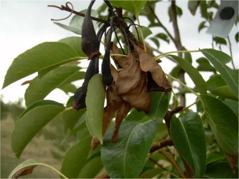 fire blight: a bacterial plant disease, caused by Erwinia amylovora, that affects apples, pears and some other...