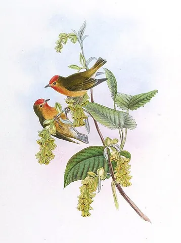 fire-capped tit: cephalopyrus flammiceps, a small bird of the tit family Paridae