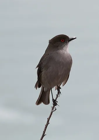 fire-eyed diucon: a species of tyrant flycatcher, Xolmis pyrope, found in southwest South America, having bright red...