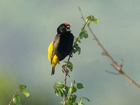fire-fronted bishop: euplectes diadematus, a black and yellow species of weaverbird with a red-orange forehead found in...