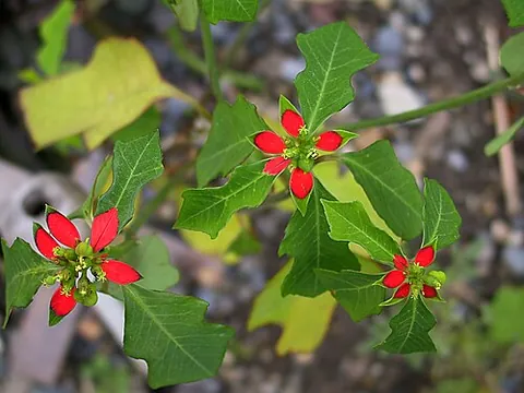fire-on-the-mountain: a plant of species Euphorbia cyathophora