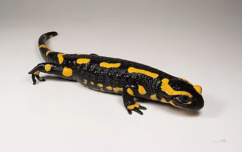 fire salamander: a medium-sized black salamander with yellow spots (Salamandra salamandra), native to Europe,...