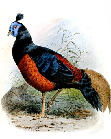 fireback: any of certain species of pheasant in the genus Lophura