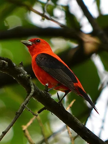 firebird: a scarlet tanager (Piranga olivacea). (This species is now classified as belonging to the cardinal...
