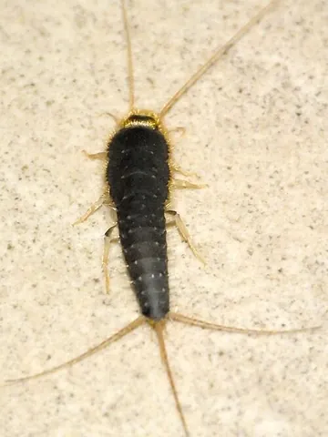 firebrat: a thysanuran insect, Thermobia domestica