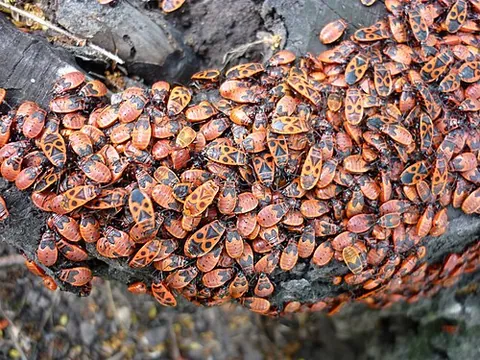 firebug: pyrrhocoris apterus, a common red and black insect, that is the type species of the family...