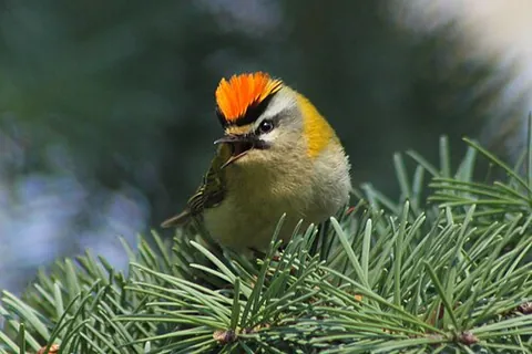 firecrest: a very small passerine bird, Regulus ignicapilla, that breeds in Eurasia