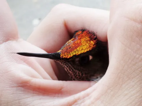 firecrown: any hummingbird of the genus Sephanoides
