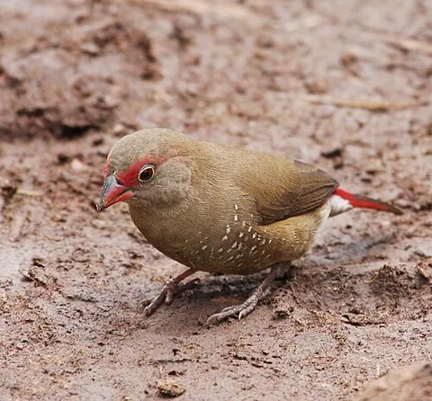 firefinch: any of several species of finch in the genus Lagonosticta, found across sub-Saharan Africa
