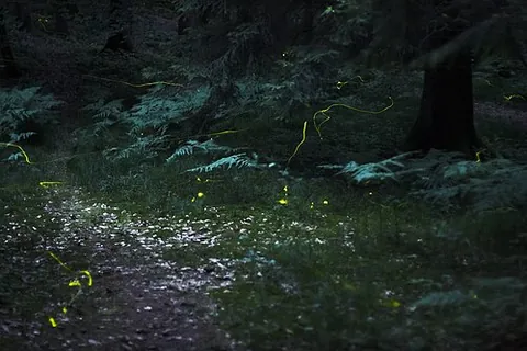 firefly: any beetle of the family Lampyridae, which exhibit bioluminescence during twilight