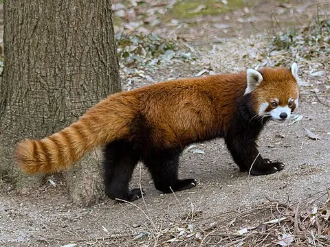 firefox: red panda