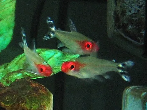 firehead tetra: a freshwater ray-finned fish, Hemigrammus bleheri, native to South America