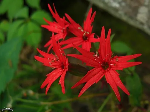 firepink: silene virginica, a brilliant red wildflower of eastern North America in the family Caryophyllaceae
