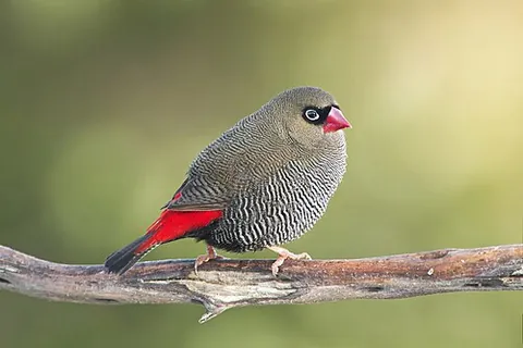 firetail: any Australian finch of the genus Stagonopleura