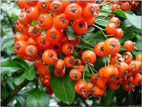 firethorn: a plant of the genus Pyracantha; the pyracantha