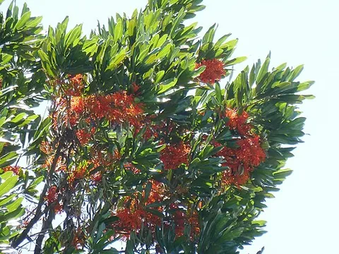firewheel tree: an Australian rainforest tree grown as an ornamental for its bright red flowers, Stenocarpus...