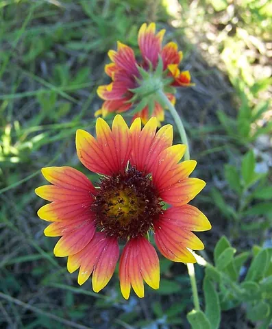 firewheel: gaillardia pulchella, a flowering plant of southern US, from Arizona to Florida, and northern Mexico