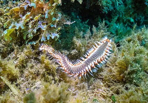 fireworm: the larva of any of several tortricid moths (family Tortricidae)