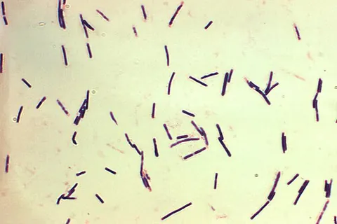 firmicute: any bacterium of the phylum Firmicutes