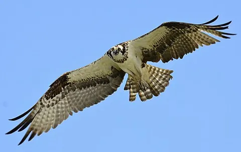 fish eagle: any of certain species of the genus Haliaeetus (syn. Ichthyophaga) of birds of prey that feed on...