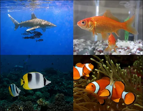 fish: a typically cold-blooded vertebrate animal that lives in water, moving with the help of fins and...