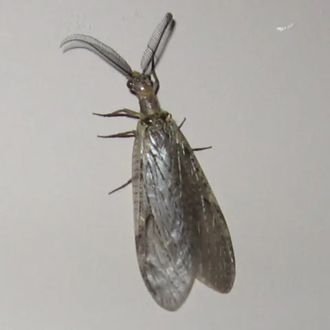 fishfly: a mayfly