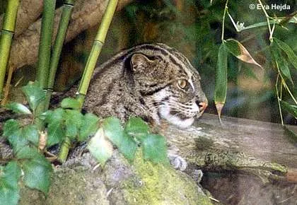 fishing cat: a medium-sized cat whose habitat range extends through Indochina, India, Pakistan, Sri Lanka,...