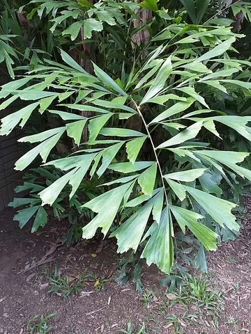 fishtail palm: any palm in the genus Caryota; their leaflets are reminiscent of the tail-fins of a fish