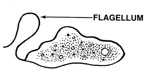 flagellum: in protists, a long, whiplike membrane-enclosed organelle used for locomotion or feeding