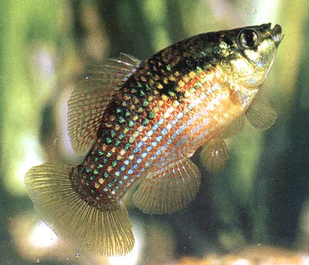 flagfish: a freshwater fish in the family Cyprinodontidae native to Florida, Jordanella floridae, sometimes...
