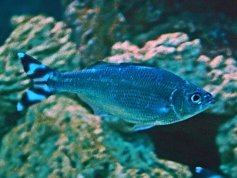 flagtail: any member of the genus Kuhlia of perciform fish, having distinctive scaly sheaths around the...