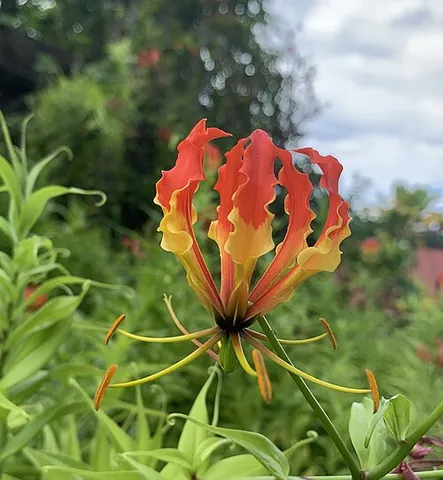 flame lily: a Gloriosa lily (superb lily) whose yellow and red petals look like wavy, rising wisps of flame